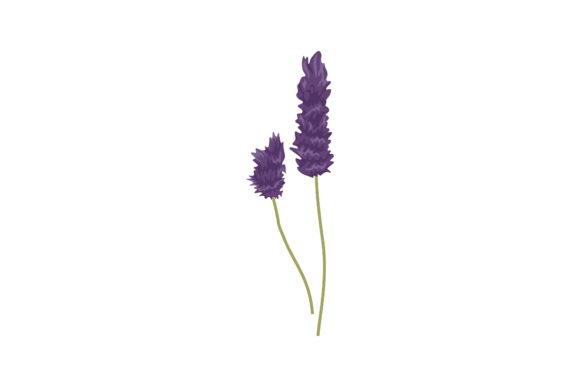 Download Pretty Purple Lavender Illustration - Lavender illustration Collection